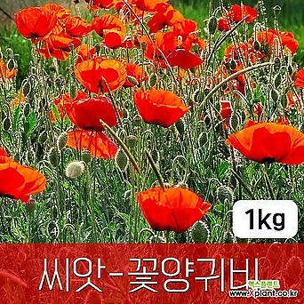 [조이가든]꽃양귀비 - 씨앗 1KG 종자 1