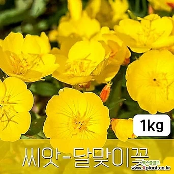 [조이가든]달맞이꽃 - 씨앗 1KG 종자 1