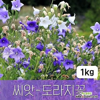 [조이가든]도라지꽃 - 씨앗 1KG 초롱꽃과 종자 1