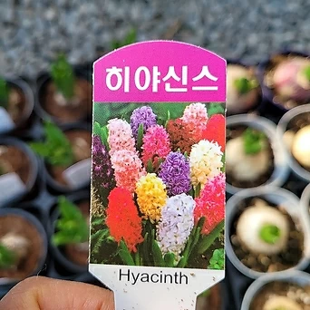 히아신스 알뿌리 구근식물 수경재배 노지월동 야생화 향기나는꽃 봄꽃 엑스플랜트 엑플 1