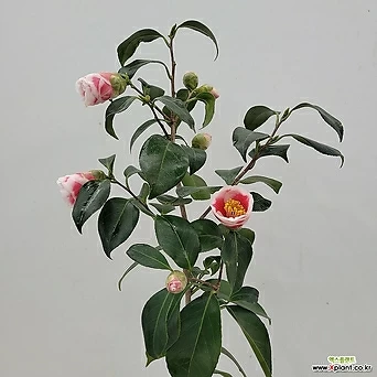 Camellia japonica  1