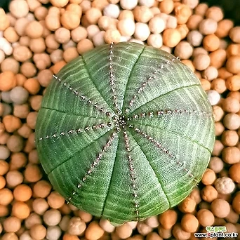Euphorbia obesa (Baseball Plant) 0292 1