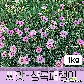 [조이가든]상록패랭이꽃 - 씨앗 1KG 종자 1