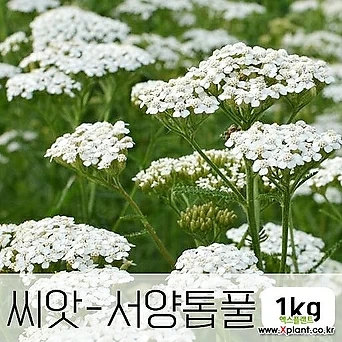 [조이가든]서양톱풀 - 씨앗 1KG 종자 1