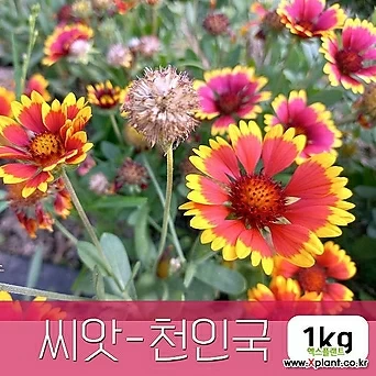 [조이가든]천인국 - 씨앗 1KG 종자 1