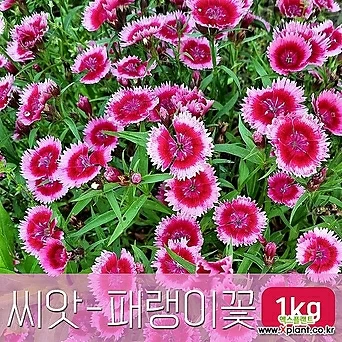 [조이가든]패랭이꽃 - 씨앗 1KG 종자 1