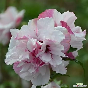 유럽 겹꽃 무궁화나무 (프렌치카바레파스텔) P9포트묘,같이가치농원 1