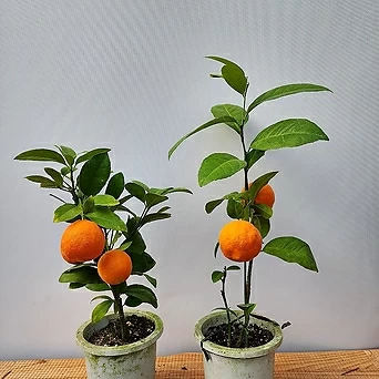 레몬오렌지  110 1