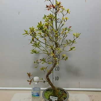 Rhododendron schlippenbachii -1--- 1