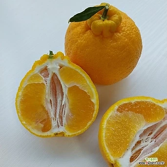 한라봉 과일 제주과일 만감류 엑스플랜트 엑플 1