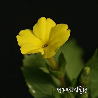 [청계산식물원]  꽃대 노랑가고소앵초 / 사진촬영 2024년 2월 12일 1