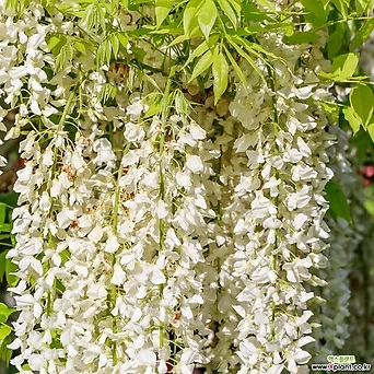 [나무인] 안라사 등나무 흰색꽃 1