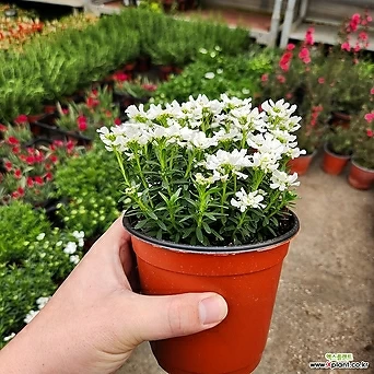 이메리스 흰꽃식물 임기식물 1