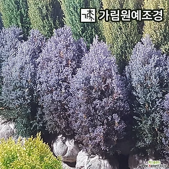 스쿠아로사 두모사 키80cm분묘 삽목1년 상록수 정원수 가림원예조경 1