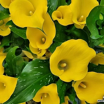 꽃 많은 노란카라 카라 알뿌리 구근식물 엑스플랜트 엑플 1