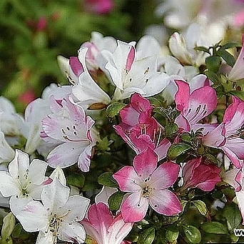 Rhododendron schlippenbachii Maxim. 32- 1