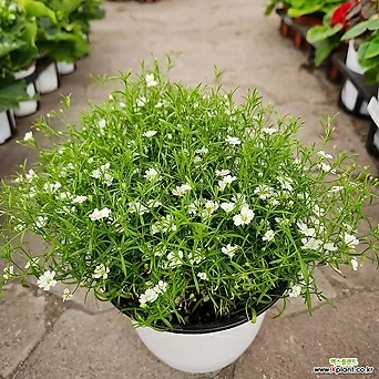 안개꽃 흰색 인기반려식물 1