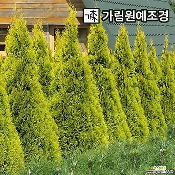 에메랄드골드 포트 묘목 상록수 정원수 가림원예조경 1