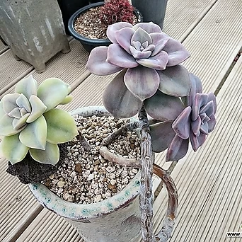Graptopetalum Purple Delight Variegated - Xplant