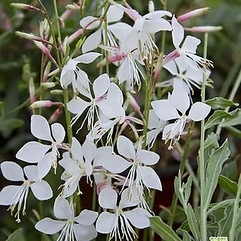 가우라(흰바늘꽃,백접초),10센치포트 1