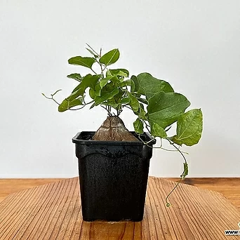 실버타카 구갑룡 아프리카식물 구근식물 덩굴식물 1