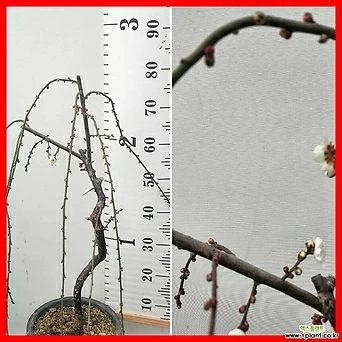 꽃과나무 ] 수양 매화 / 분재 / 야생화 / 최저온도 -25도 / 아시아 1