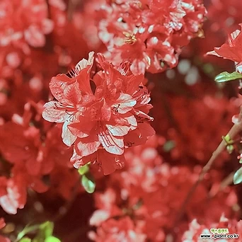 철쭉나무 영산홍묘목 5주묶음 키30cm 빨간색 [라이브묘목농원] 1