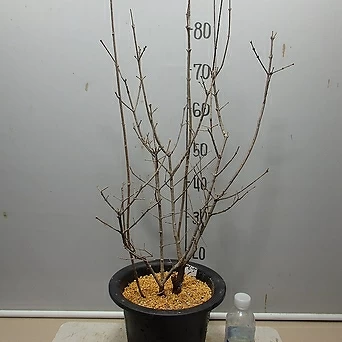 Syringa pubescence subsp. patula Miss Kim 1--- 1
