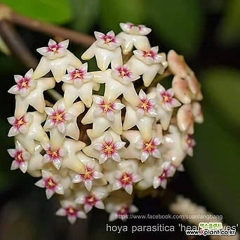 호야 파라시티카 하트리프 스플래쉬(리스형화분) 꽃대없음 희귀호야 키우기쉬운식물 1