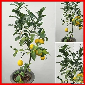 꽃과나무 ] 레몬나무 / 중품中品 / 유실수 / 최저온도 -3도 / 히말라야 1