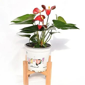 안스리움 레드 Anthurium 12cm화분 빨간꽃 홍학 사계절내내 꽃피는 공기정화식물 서비내 서비야드 1