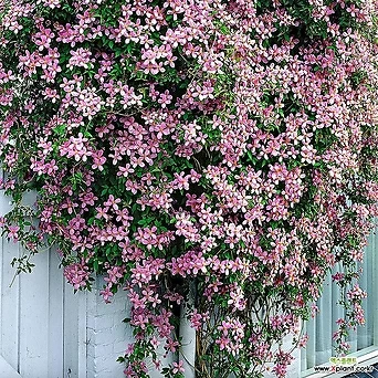 클레마티스 루벤스 P12 포트 향기 많은꽃 봄 넝쿨식물 야생화 덩굴 1
