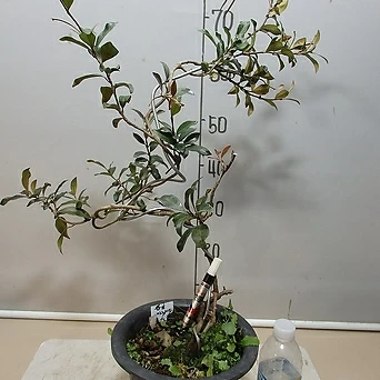 Trachelospermum asiaticum var. majus 0223-5--- 1