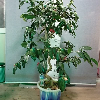 동백(사자머리)0223-2-세월목-제비꼬리 잎 모양-동일품배송 1