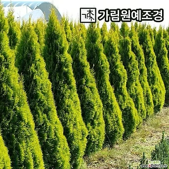 골든스마라그드 묘목 포트 상록수 정원수 가림원예조경 1