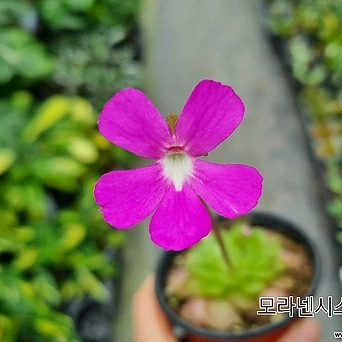 모라넨시스 꽃 색깔 쨍해 예뻐 벌레잡이제비꽃 1