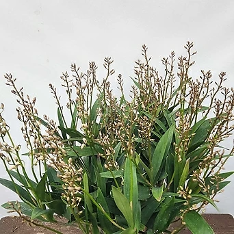 긴기아난 ( 깅기아난 , 흰색꽃 , 60-70cm ) 1