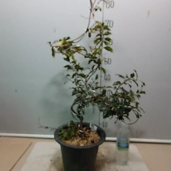 Trachelospermum asiaticum var. majus 0302-1--- 1