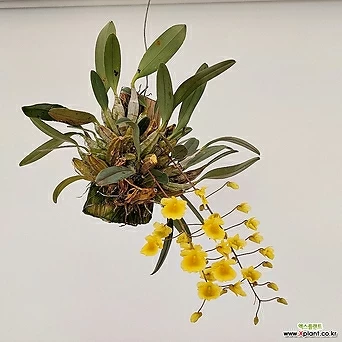 (단일상품)덴드로비움 린들레이 목부작 꽃대 인테리어식물 1