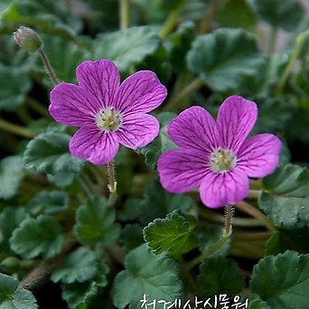 꽃대 묵은둥이 분홍풍로초 / 사진촬영 2023년 3월 1일 1