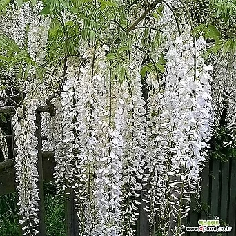 등나무 알바 (흰꽃) 포트묘 _ 네덜란드 직수입 1