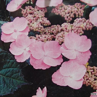 야쿠시마 산수국0309-왜성종-핑크꽃-동일품배송 1