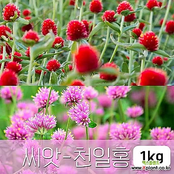 [조이가든] 천일홍 1kg 야생화 씨앗 종자 1