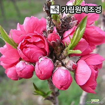 남경도 꽃복숭아 적색꽃 개화주분묘 가림원예조경 1