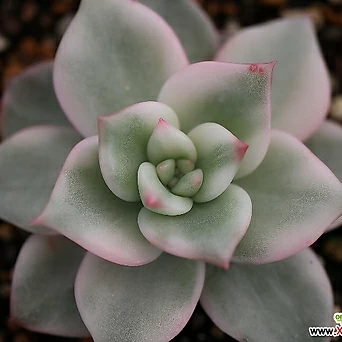 Echeveria agavoides Maria 1