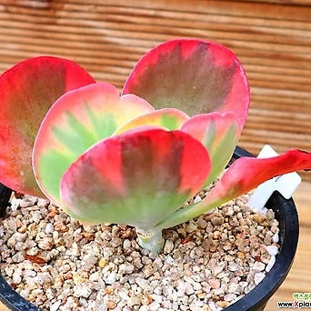 Kalanchoe thyrsiflora f.variegata Variegated - Xplant
