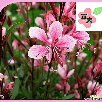 가우라 핑크 나비바늘꽃 씨앗(100립) -종자씨앗 할인 야생화 약초 포천매화동농장 씨앗모음 1