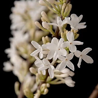 꽃대 흰팝꽃나무 (대품 높이 80cm) / 사진촬영 2023년 3월 13일 1