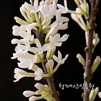 꽃대 흰팝꽃나무 (대품 높이 90cm) / 사진촬영 2023년 3월 13일 1