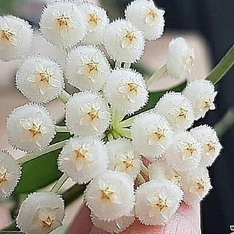 호야.라쿠노사(깨끗한 흰색).꽃색깔예뻐요.향기좋은향.아카사카향.공기정화식물.잎도예뻐요 1